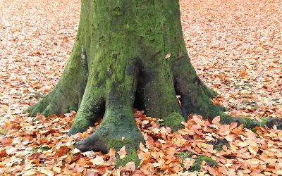 Over bomen knuffelen en zweverigheid